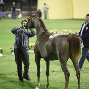 Ajman Show 2012 Day 1