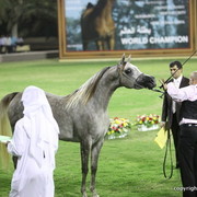 Fairview Dare to Dream by Maximus ERA