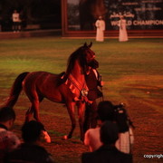 2012 Ajman Evening Entertainment.....