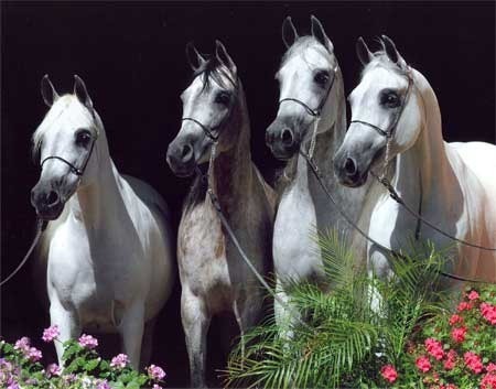 Amurath Arabians