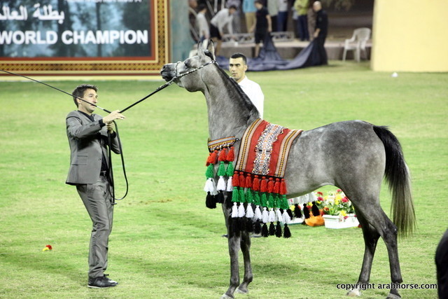 Champion Filly D Muwadah by QR Marc