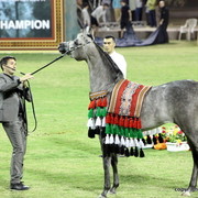 Champion Filly D Muwadah by QR Marc