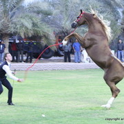 Spartacus TO by Marwan Al Shaqab