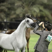 Ajman Show 2012 Day 2