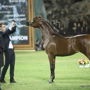 SH-Hab Al Hawajer by Marajj