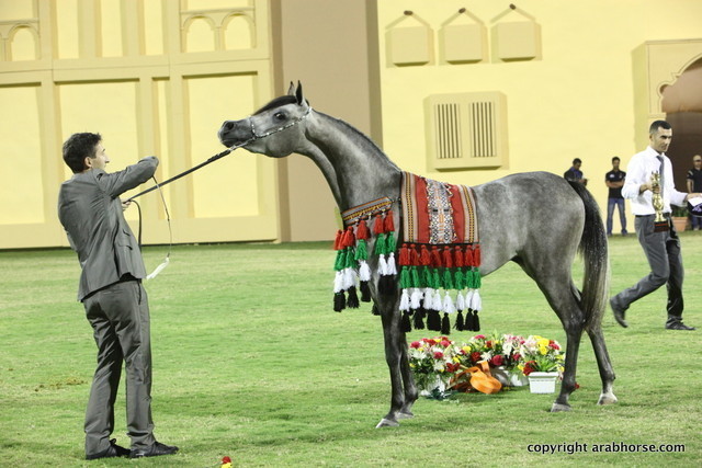 Champion Filly D Muwadah by QR Marc