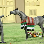 Champion Filly D Muwadah by QR Marc