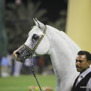 Maydan-Medheen by Maysoun