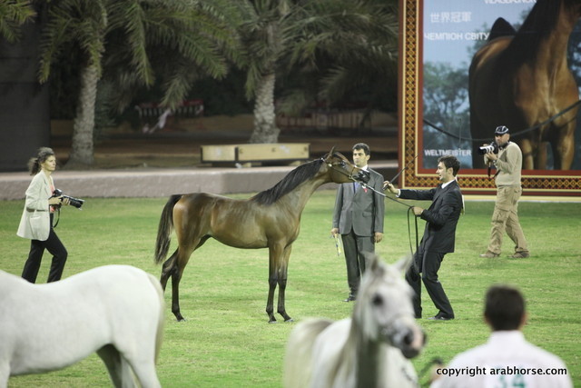 Ghandair Al Zobair by MCA Magnum Gold