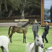 Ghandair Al Zobair by MCA Magnum Gold