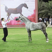 Ajlad by IM Bayard Cathare