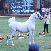 Ajman Show 2012 Day 2