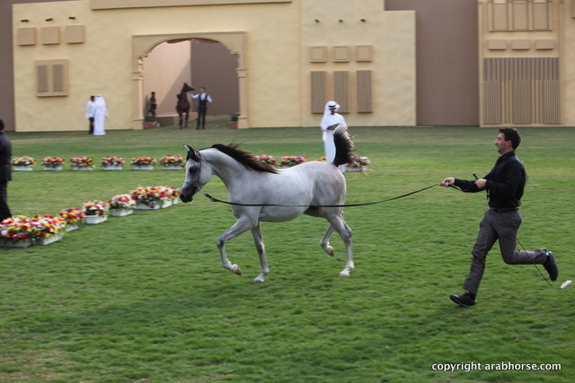 D Myas by QR Marc x M Randy