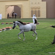 D Myas by QR Marc x M Randy