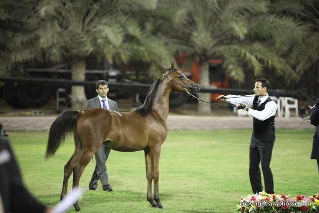 AJ Sawwar by Ajman Moniscione