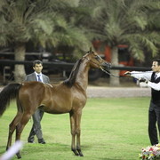 AJ Sawwar by Ajman Moniscione