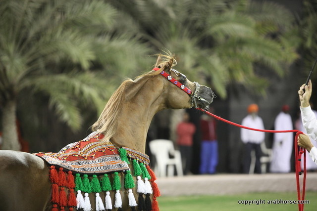 Champion Stallion Spartacus TO by Marwan and owned by Ajman Stud