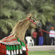 Champion Stallion Spartacus TO by Marwan and owned by Ajman Stud