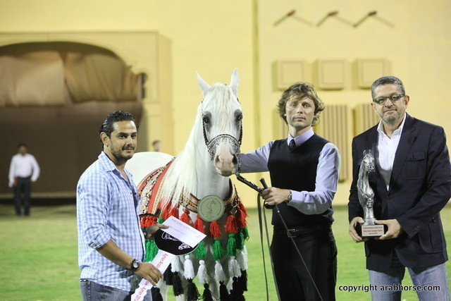 Silver Champion Stallion Aj Dinar by WH Justice