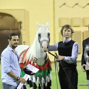 Silver Champion Stallion Aj Dinar by WH Justice