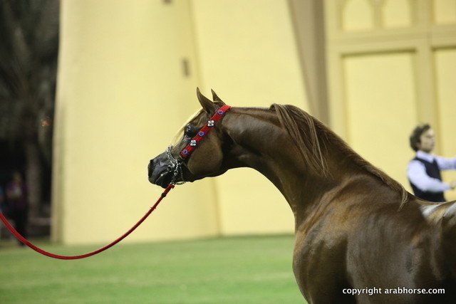 Spartacus TO by Marwan Al Shaqab