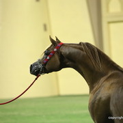 Spartacus TO by Marwan Al Shaqab