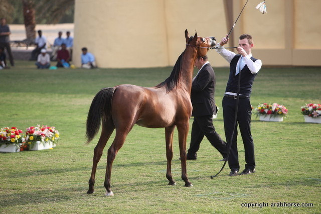Yasser Al Hawajer by Ajman Moniscione x Lluckystar