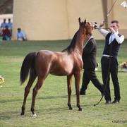 Yasser Al Hawajer by Ajman Moniscione x Lluckystar