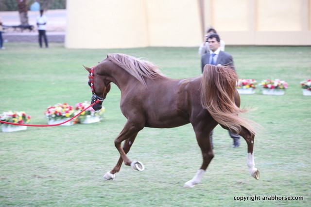 Spartacus TO by Marwan Al Shaqab