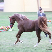Spartacus TO by Marwan Al Shaqab
