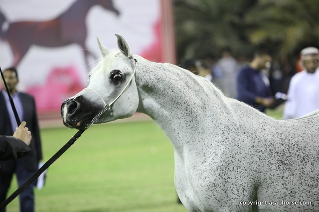 Ajman Show 2012 Day 2