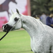 Ajman Show 2012 Day 2