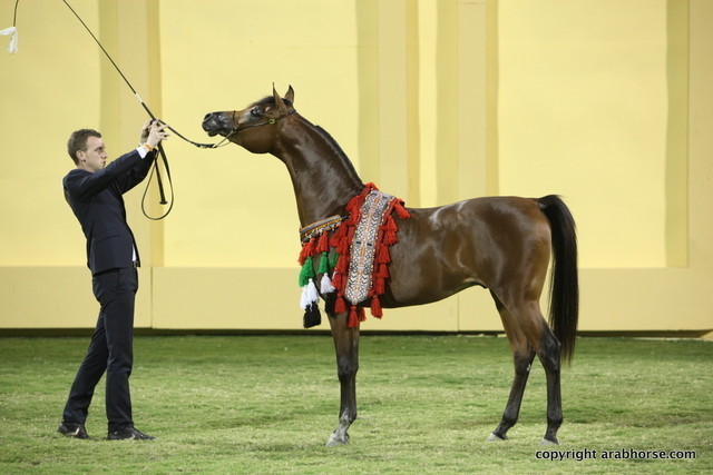 Silver Champion Gold Sh-Hab Al Hawajer by Marajj