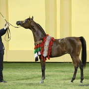 Silver Champion Gold Sh-Hab Al Hawajer by Marajj