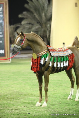 Champion Stallion Spartacus TO by Marwan and owned by Ajman Stud