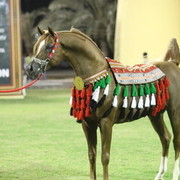 Champion Stallion Spartacus TO by Marwan and owned by Ajman Stud