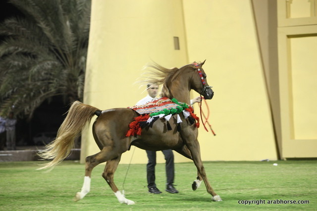 Champion Stallion Spartacus TO by Marwan and owned by Ajman Stud