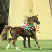 Champion Stallion Spartacus TO by Marwan and owned by Ajman Stud