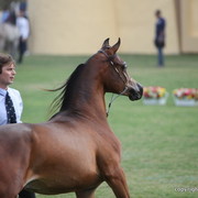 AJ Barzan by Vervaldee x PA Pryme Times Legacy