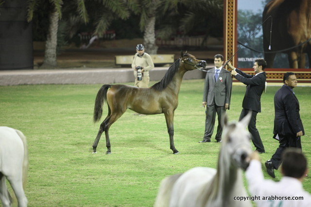 Ajman Show 2012 Day 2