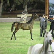 Ajman Show 2012 Day 2