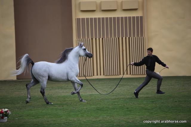 D Maraksh by Royal Colours