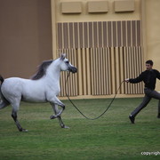 D Maraksh by Royal Colours