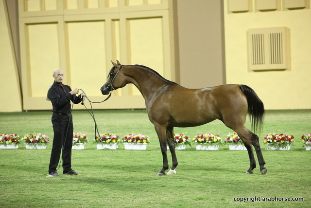 Ras Al Sina by Gazal Al Shaqab