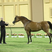 Ras Al Sina by Gazal Al Shaqab