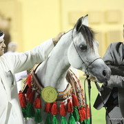 Gold Champion Colt D Myas by QR Marc and owned by Dubai Stud