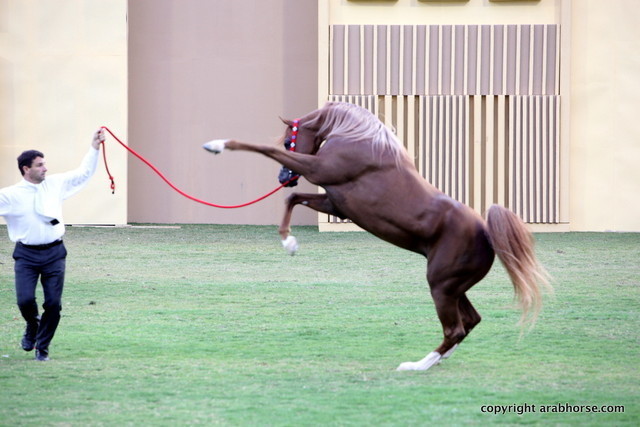 Spartacus TO by Marwan Al Shaqab