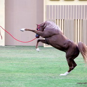 Spartacus TO by Marwan Al Shaqab