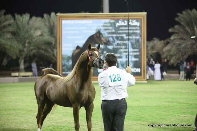 Spartacus TO by Marwan Al Shaqab