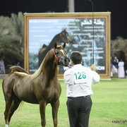 Spartacus TO by Marwan Al Shaqab